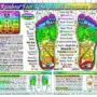 Rainbow? FOOT Reflexology/ Acupressure Massage CHART in the Inner Light Resources Rainbow?
