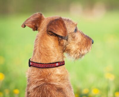 MLB Los Angeles Angels Licensed PET COLLAR- Heavy-Duty, Strong, and Durable Dog Collar. Available in 29 Baseball Teams and 4 Sizes - Image 4