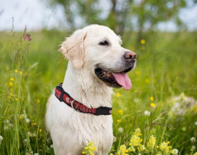 MLB Los Angeles Angels Licensed PET COLLAR- Heavy-Duty, Strong, and Durable Dog Collar. Available in 29 Baseball Teams and 4 Sizes - Image 3